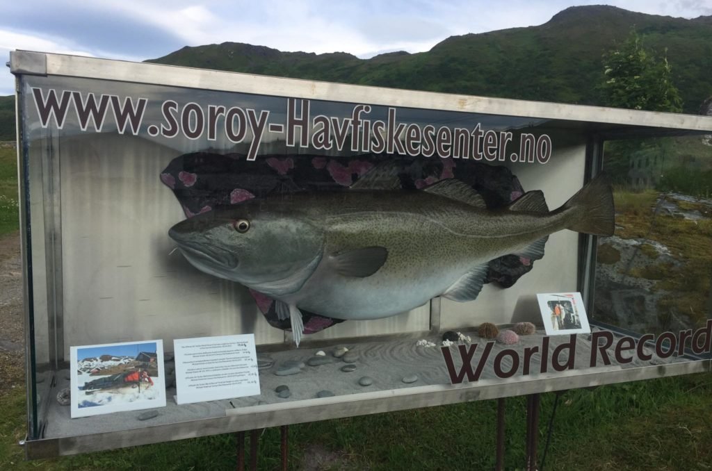 Мировой рекорд - Треска 47 кг на базе Soroya Havfiskesenter 3