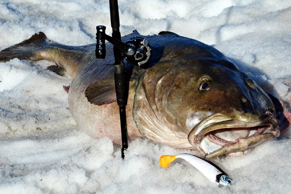 Мировой рекорд - Треска 47 кг на базе Soroya Havfiskesenter 4